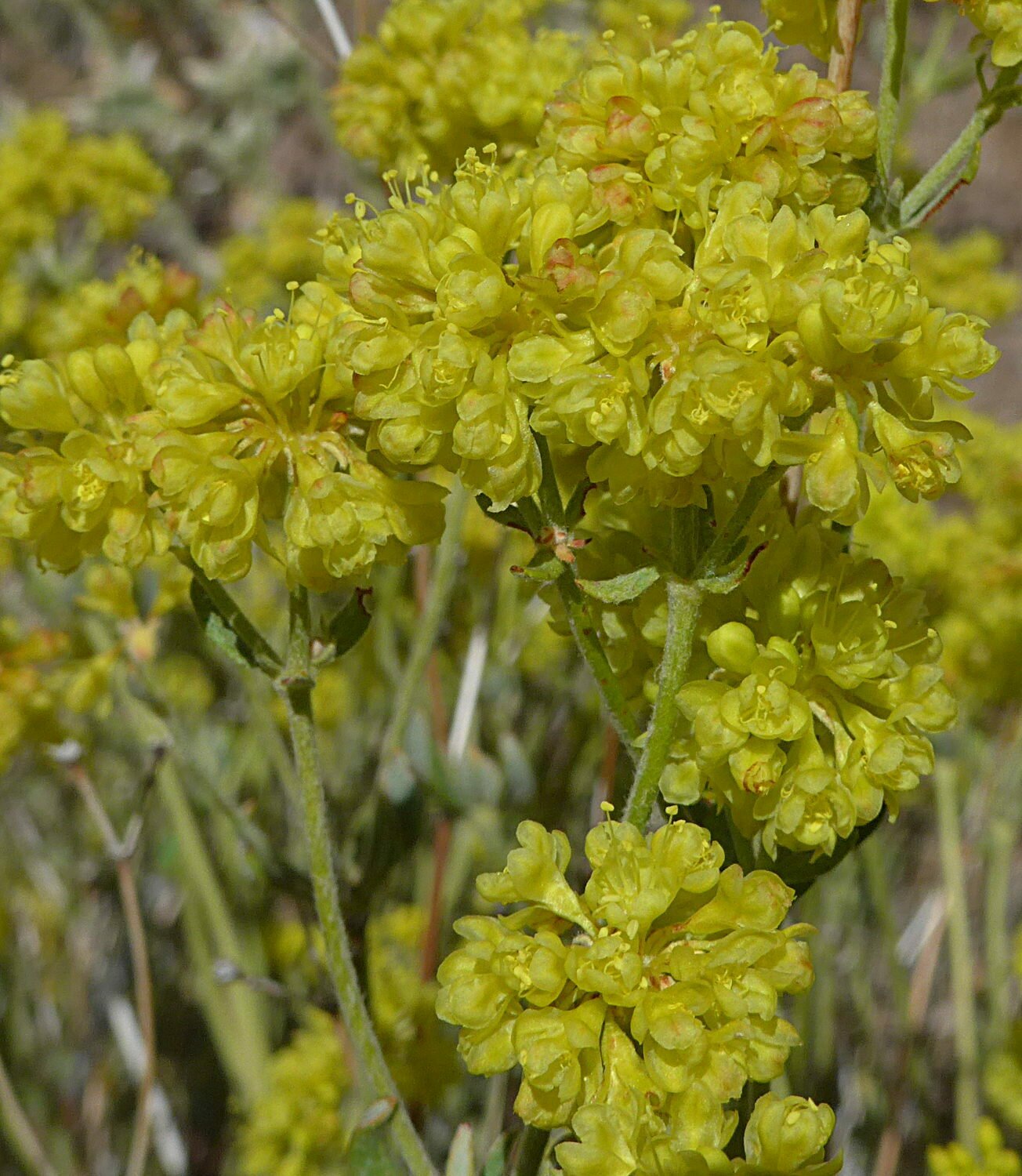 High Resolution Eriogonum umbellatum Flower